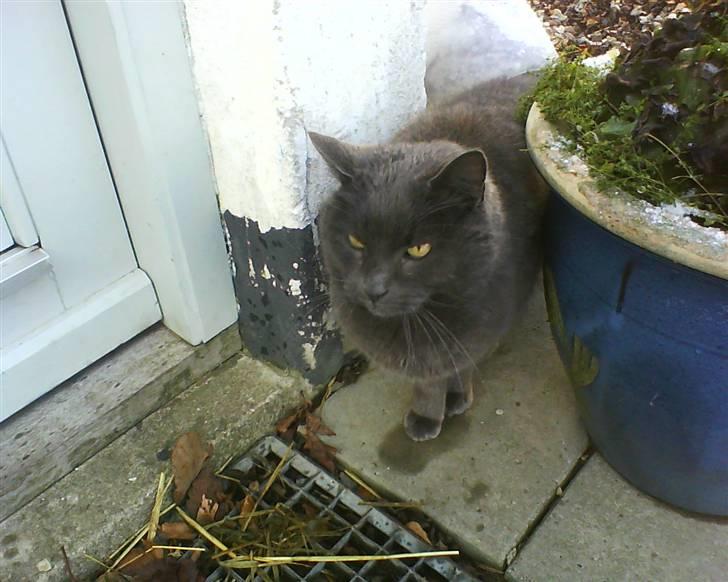 Blanding af racer Nulle billede 7