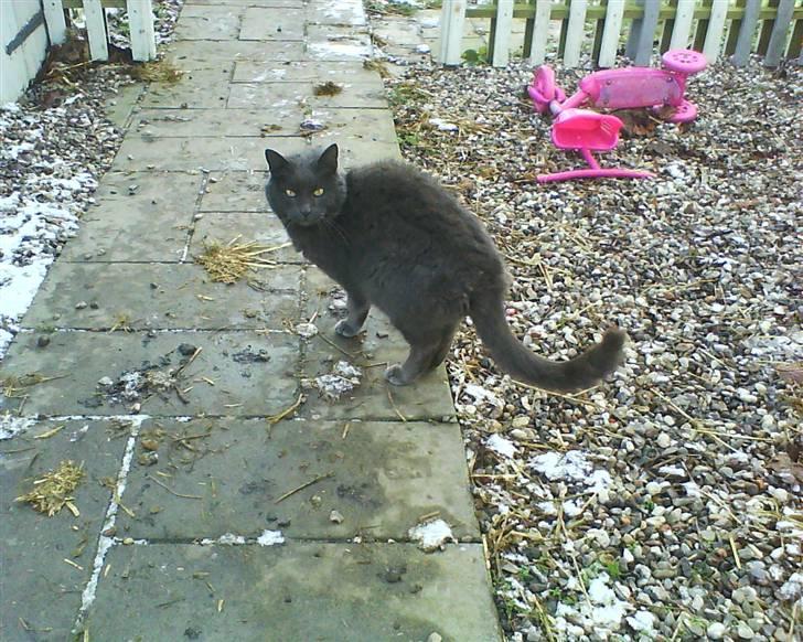 Blanding af racer Nulle billede 8