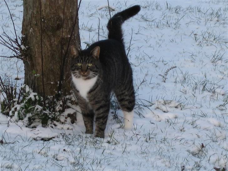 Blanding af racer Mikkel Aflivet billede 9