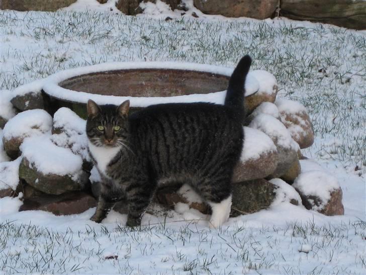 Blanding af racer Mikkel Aflivet billede 10