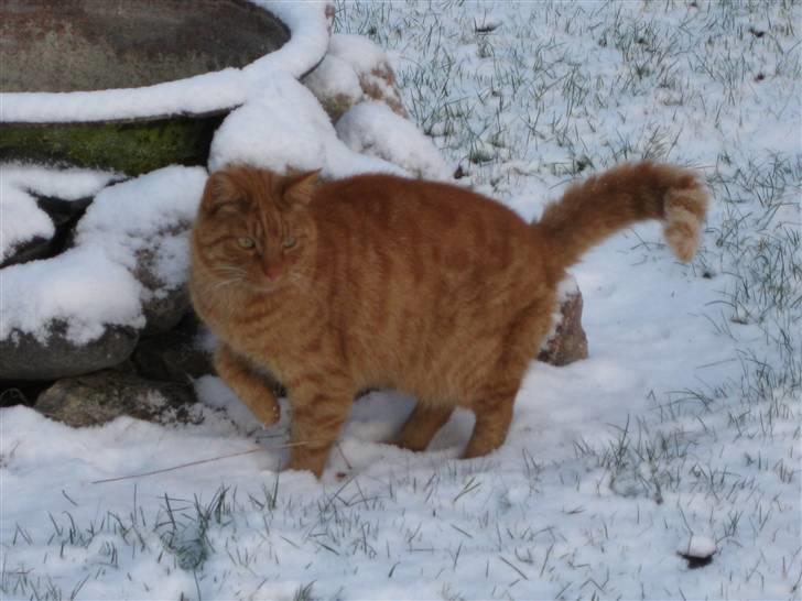 Huskat Laban billede 11