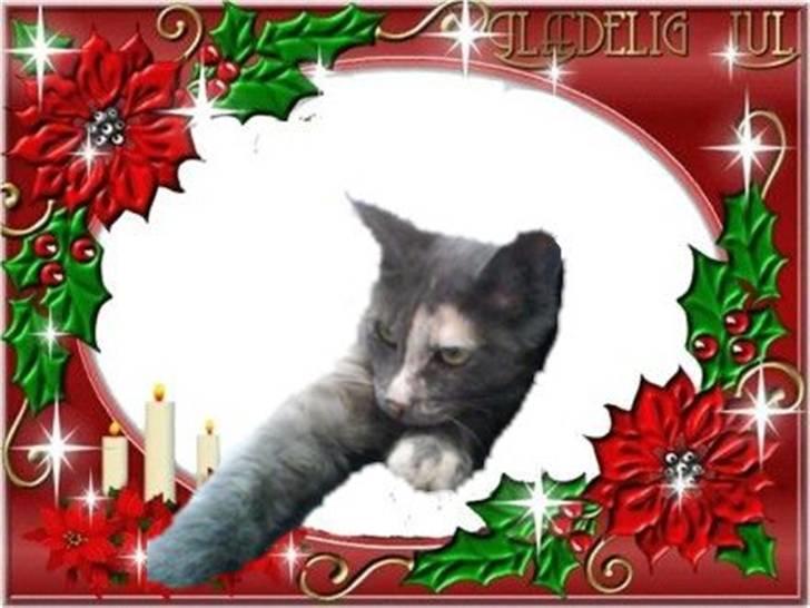 Maine Coon cleopetra / musse billede 6