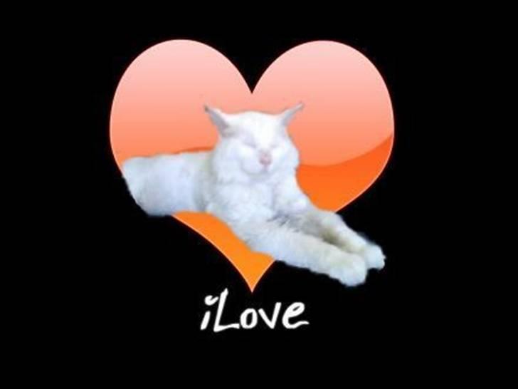 Maine Coon joey billede 13