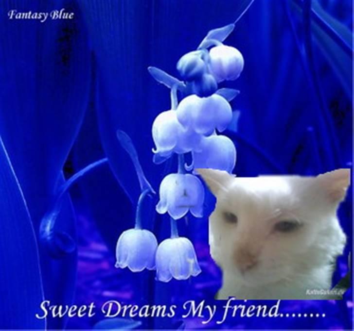 Maine Coon joey billede 14