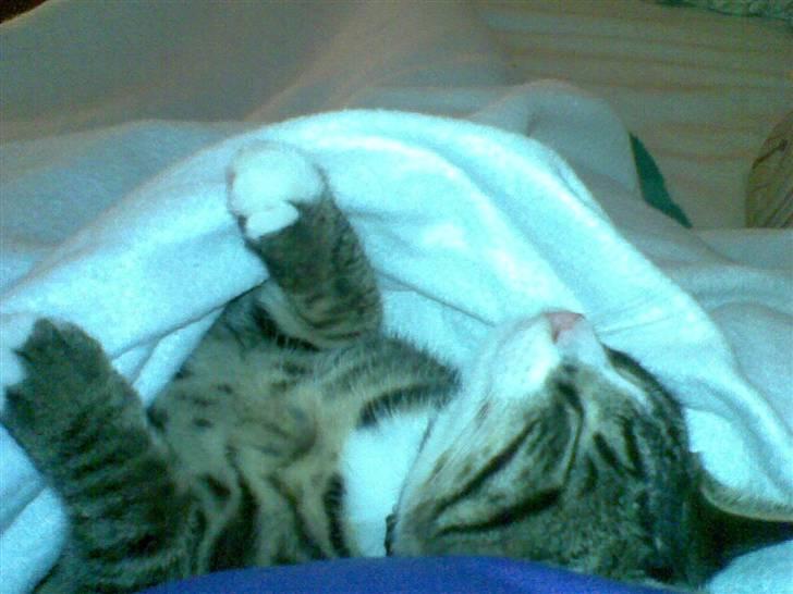 Blanding af racer Junior billede 1