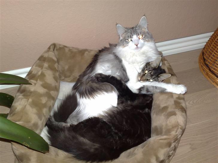 Maine Coon wicca shaicoonas taris billede 10