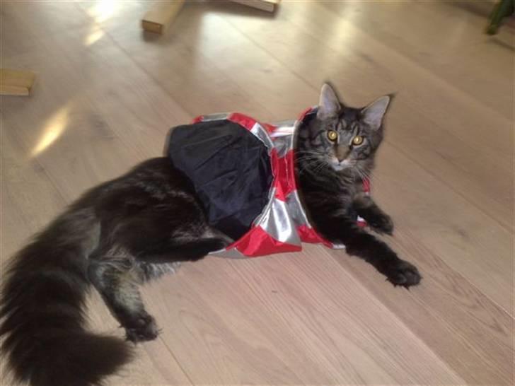 Maine Coon wicca shaicoonas taris -  tunnelen er ved at være for lille til mig,men sjov nok at lege med den alligevel billede 11