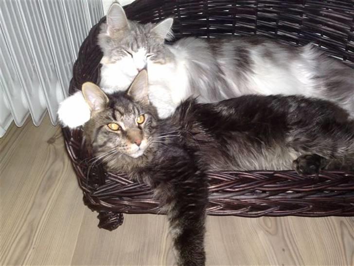 Maine Coon wicca shaicoonas taris billede 12