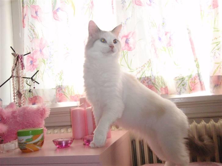 Ragdoll Silver Moon á Chardani DK billede 18