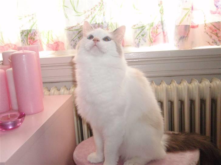 Ragdoll Silver Moon á Chardani DK billede 19