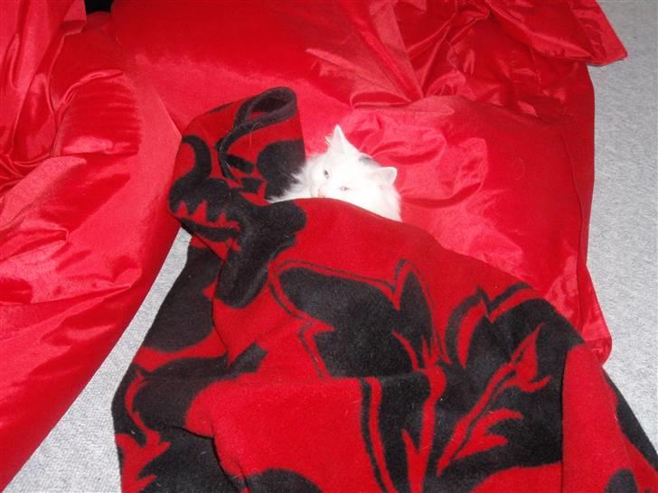 Huskat Julius billede 20