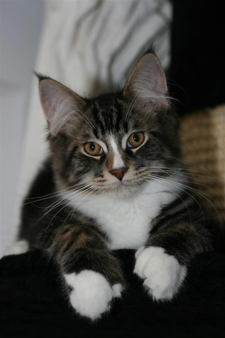 Maine Coon Gismo PP - Gismo på toppen af kradsetræet. - En plads han allerede er meget glad for, og benytter tit. billede 15