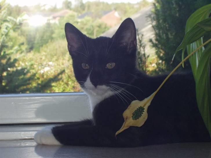 Huskat Lillefod † - Han nød at ligge i vindueskammen, og følge med uden for.  billede 2