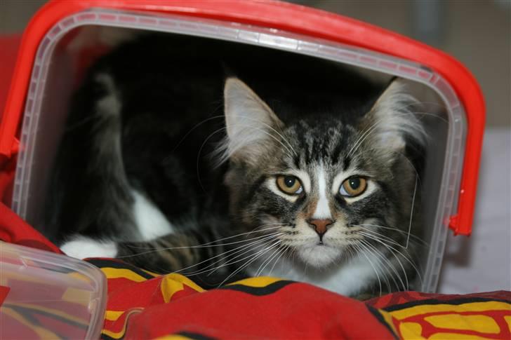 Maine Coon Gismo PP - Gismo i spanden vi fik med fra opdrætteren, som indeholdte lidt mad og sjov og ballade. billede 16