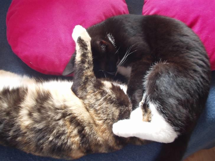 Huskat Lillefod † - Lillefod var virkelig den bedste bror, tænker Wilma. :) billede 4