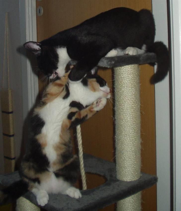 Huskat Lillefod † - Ha ha - nu har jeg dig søster :) billede 5