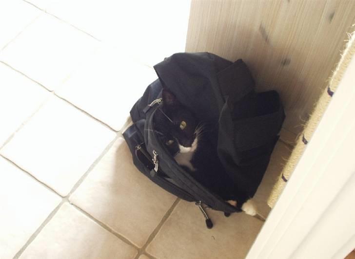 Huskat Lillefod † - Mors taske er meget meget dejlig. billede 6