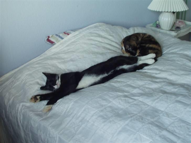 Huskat Lillefod † - Må man lige have lov til at flyde ud? :D billede 1