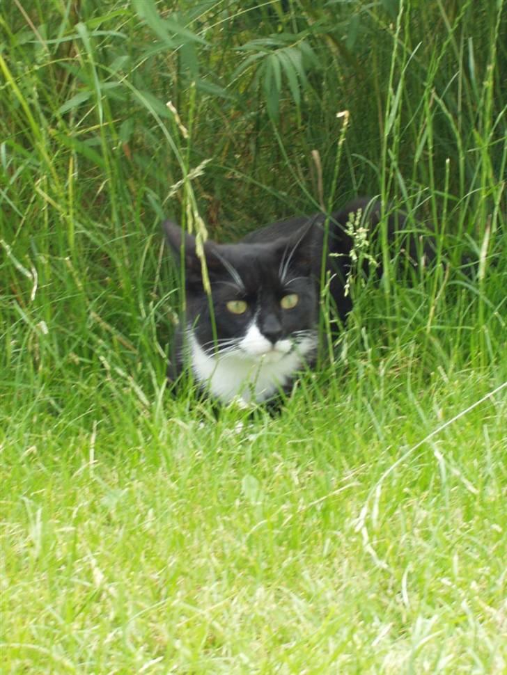 Huskat Lillefod † - Ingen ser mig, når jeg ligger her.  billede 7