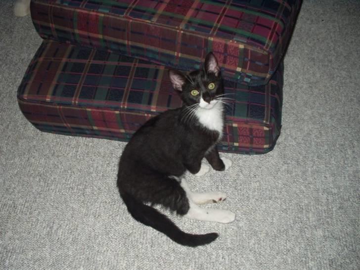 Huskat Lillefod † - Sikke nogle dejlige puder I lige har smidt dér :D  billede 8