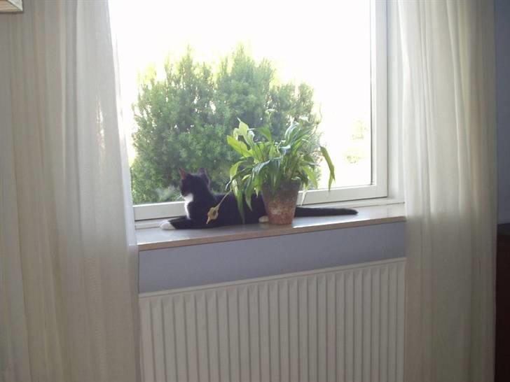 Huskat Lillefod † billede 9