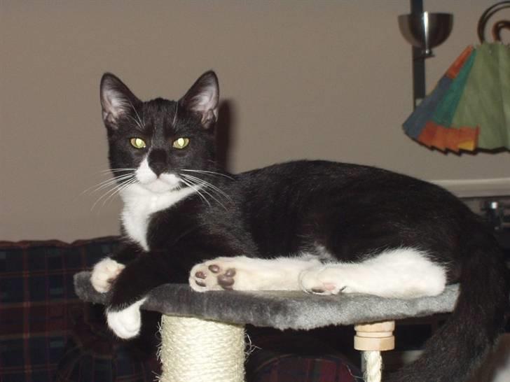 Huskat Lillefod † - Hér kan jeg se alt! :) billede 10