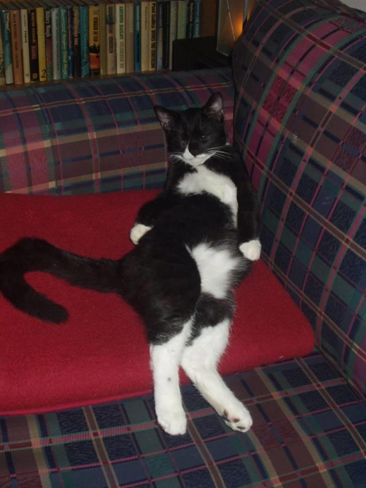 Huskat Lillefod † - Muuums :) billede 11