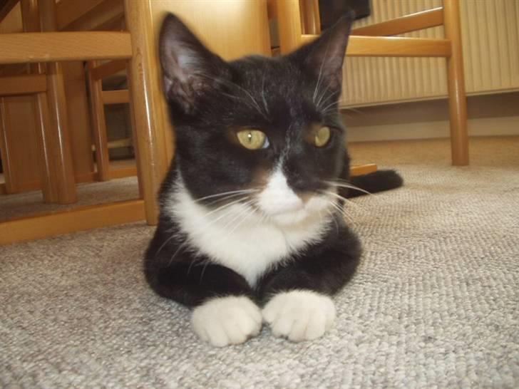 Huskat Lillefod † - Her ligger jeg lige :) Se mine store øre. :D billede 12