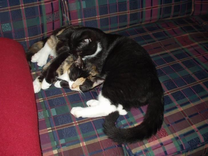 Huskat Lillefod † - Lillefod slikker Wilma - og nøøj hvor hun nød det.  billede 13