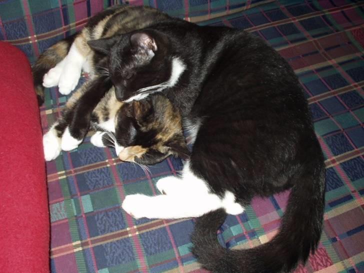 Huskat Lillefod † - Dejlig bror-søster hygge. <3 billede 14