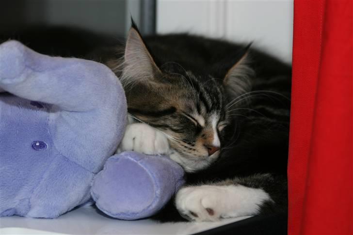 Maine Coon Gismo PP - Gismo på hans ynglings plads. - Kan man ikke finde Gismo, så er han helt sikkert i vinduet og sover med Laffe! billede 17