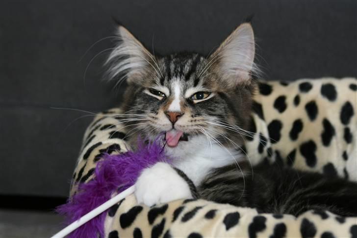 Maine Coon Gismo PP - Gismo med pels både i kurven og munden. billede 18