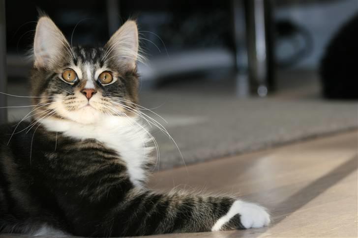 Maine Coon Gismo PP billede 19