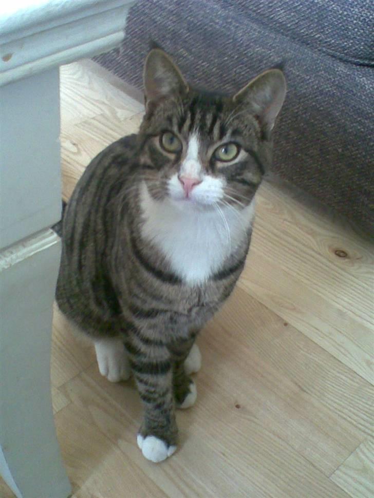 Blanding af racer Junior billede 2