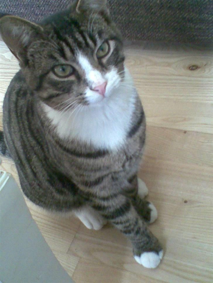 Blanding af racer Junior billede 3