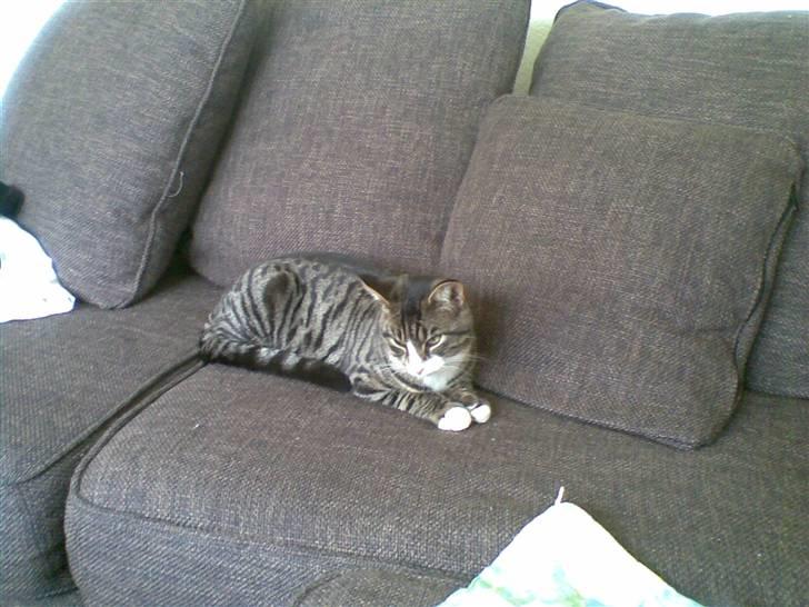 Blanding af racer Junior billede 4