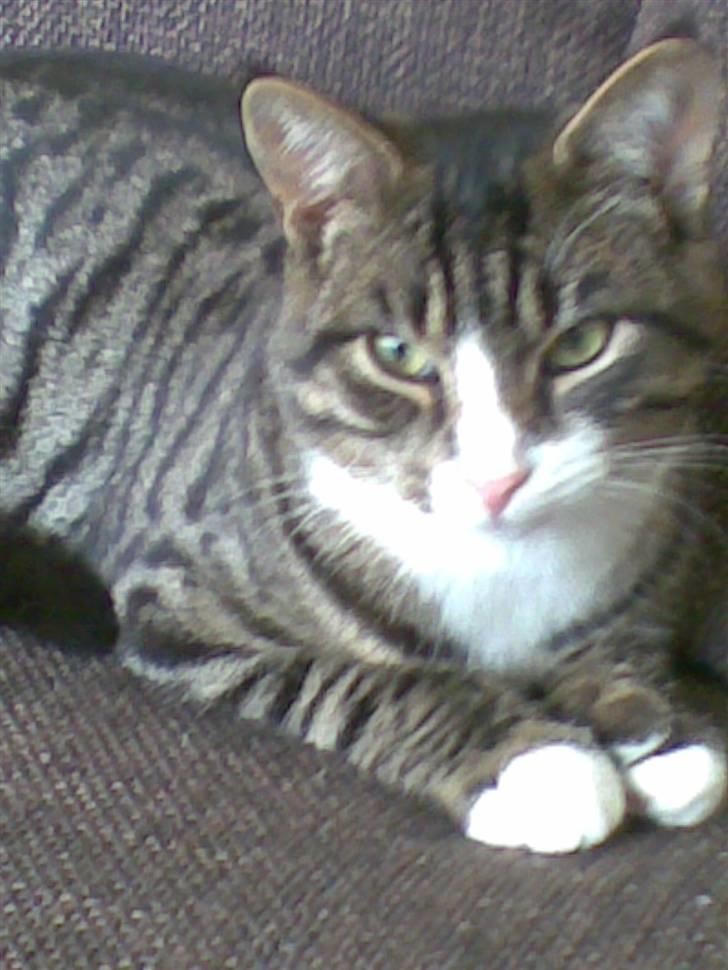 Blanding af racer Junior billede 5