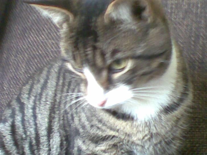 Blanding af racer Junior billede 6