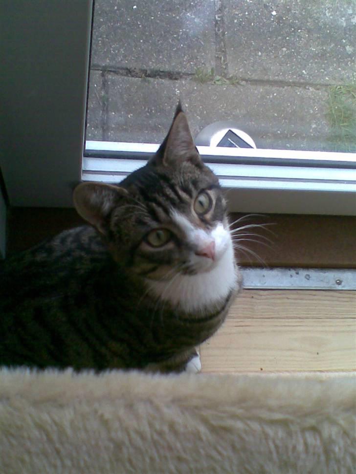 Blanding af racer Junior billede 7