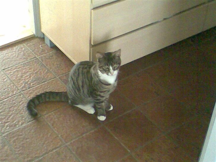 Blanding af racer Junior billede 8