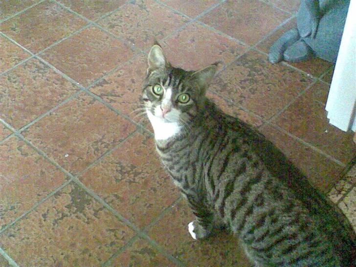 Blanding af racer Junior billede 9