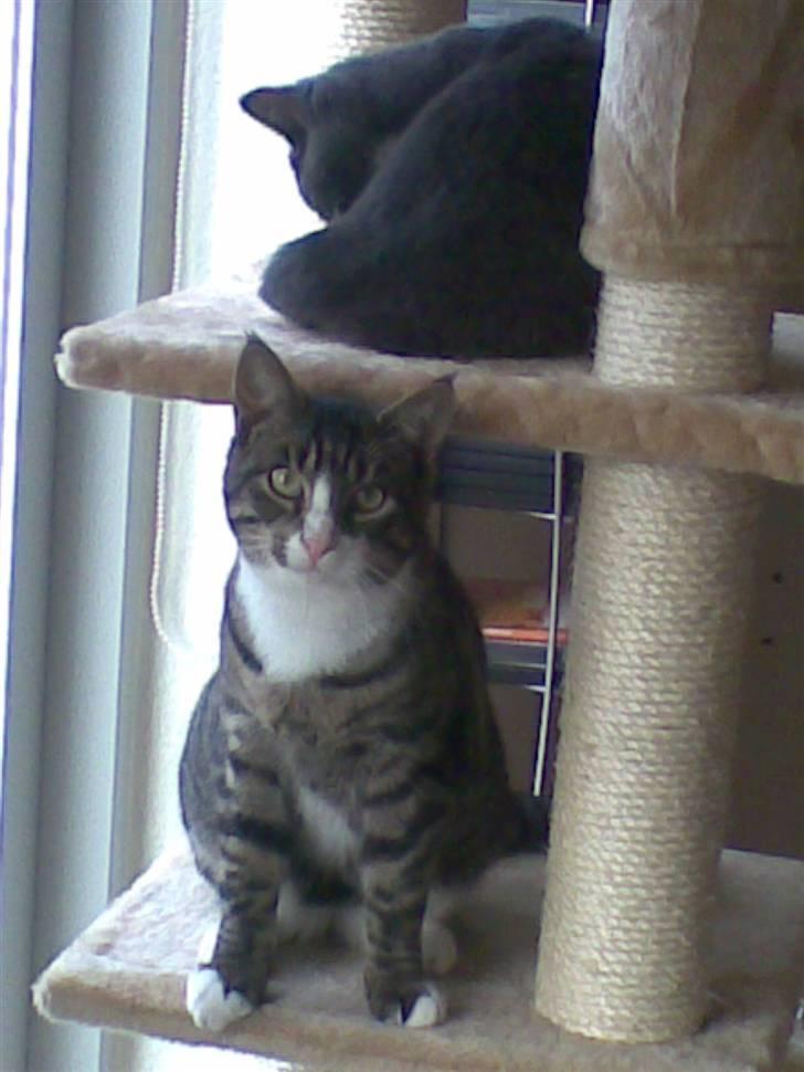 Blanding af racer Junior billede 10