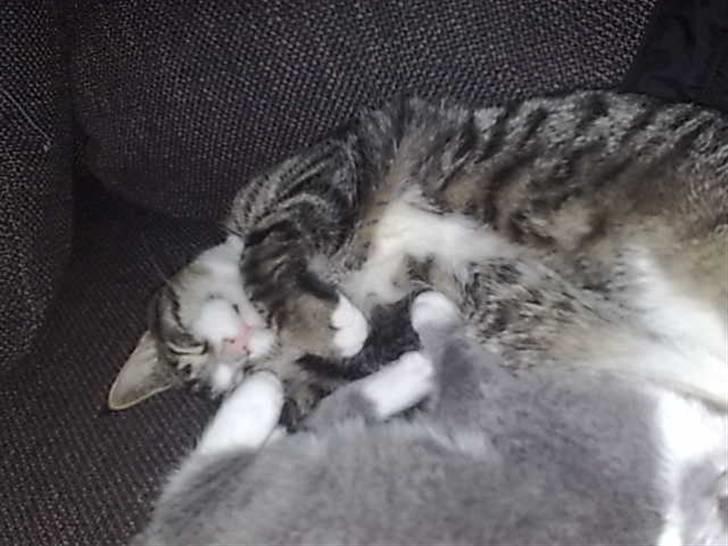 Blanding af racer Junior billede 11