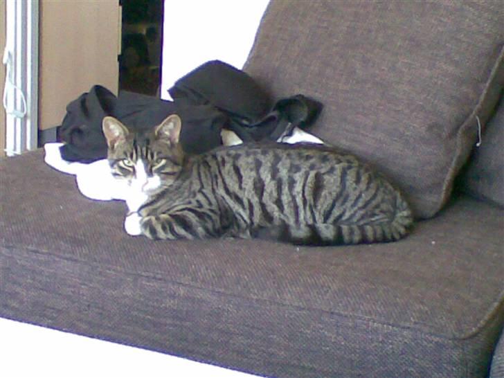 Blanding af racer Junior billede 12