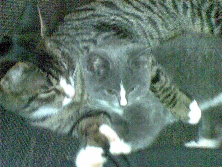 Blanding af racer Junior billede 13