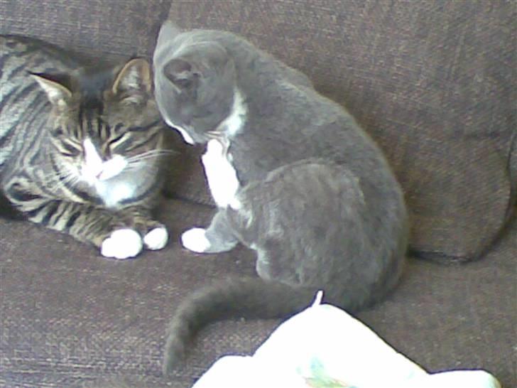 Blanding af racer Junior billede 14