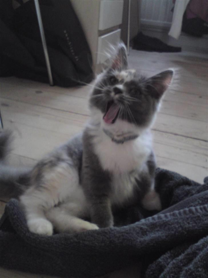 Maine Coon Disney billede 6