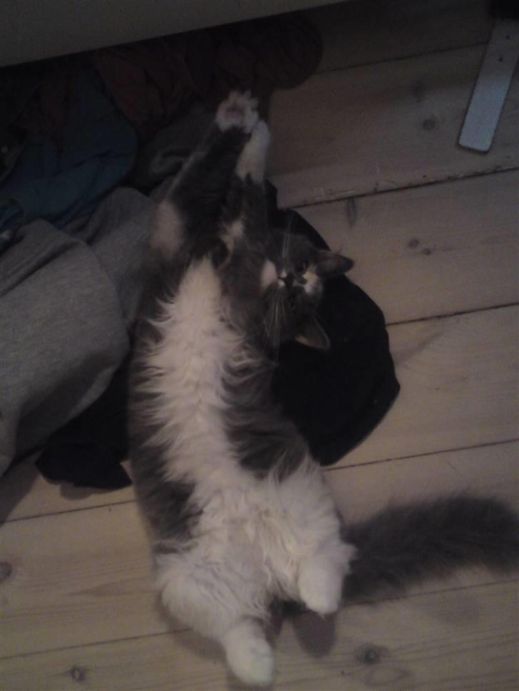 Maine Coon Disney billede 7