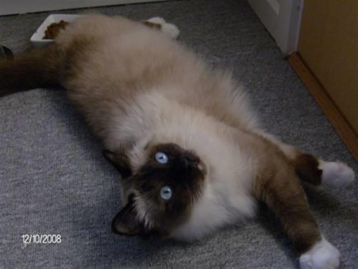 Hellig Birma Aviaaja billede 1