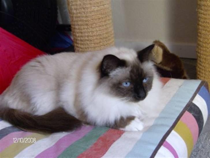 Hellig Birma Aviaaja billede 2